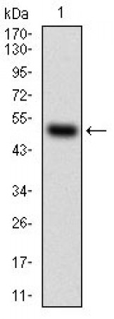 HDAC10 Primary Antibody MP30734 [M3B6B8]
