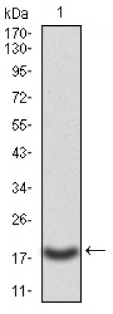 CASP3 Primary Antibody MP30756 [M3D4D10]