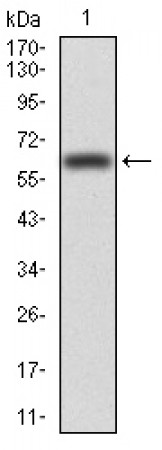 VAV2 Primary Antibody MP30757 [M3F5D3]