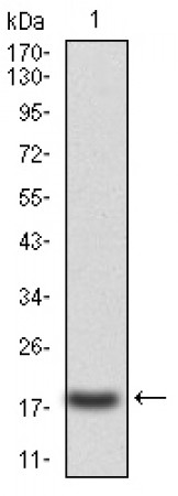 CASP3 Primary Antibody MP30759 [M3D4D7]