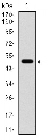 CD168 Primary Antibody MP30807 [M2F2C9]