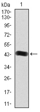 FGFR3 Primary Antibody MP30821 [M1E3F9]