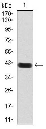 Rab13 Primary Antibody MP30844 [M7G8A4]