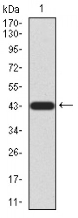 LGR5 Primary Antibody MP30879 [M2B5C3]