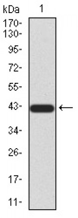 FOXP3 Primary Antibody MP30915 [M4F12F1]
