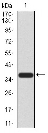FBXL10 Primary Antibody MP30916 [M3B7D11]