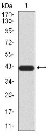 SIRT3 Primary Antibody MP30920 [M6C12D1]
