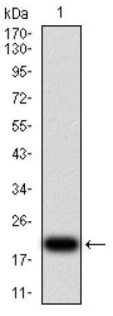 VEGFA Primary Antibody MP30970 [M6G5A10]
