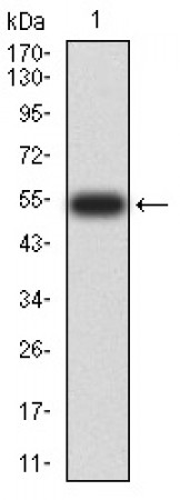 YWHAB Primary Antibody MP30990 [M5B5G10]