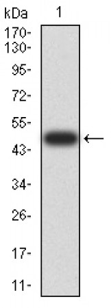 DHX58 Primary Antibody MP31012 [M3E11F1]