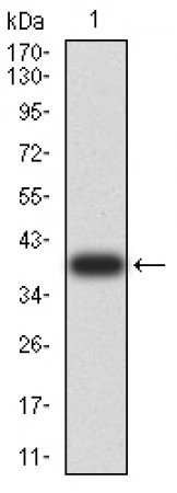 ARF1 Primary Antibody MP31018 [M6A10A5]