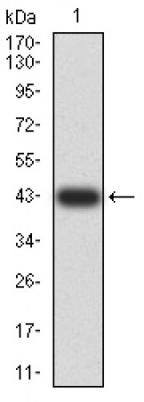 TRAF2 Primary Antibody MP31045 [M4A12D9]