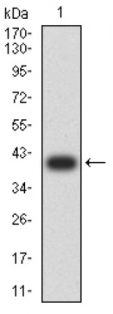 KDM3A Primary Antibody MP31097 [M2D6H3]