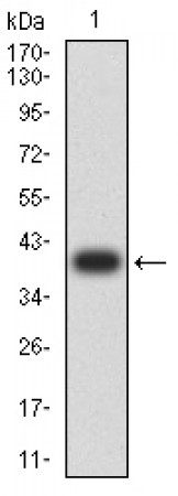 RALB Primary Antibody MP31120 [M7F8B4]