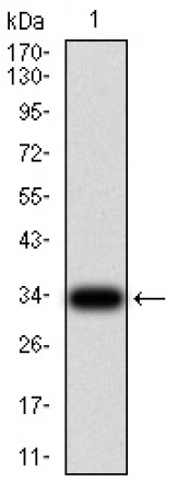 NS1 Primary Antibody MP31142 [M8E6H12]