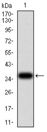 CIRBP Primary Antibody MP31147 [M6E12B3]