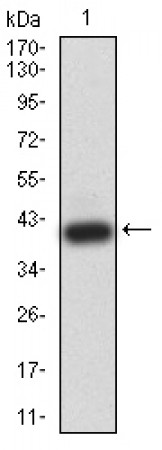ADIPOQ Primary Antibody MP31164 [M1E10D5]