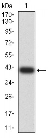 ARHGAP42 Primary Antibody MP31180 [M2F1A7]