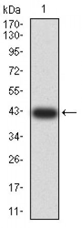 ANAPC1 Primary Antibody MP31181 [M7G9C7]