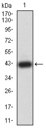 ATL1 Primary Antibody MP31202 [M1F6B12]