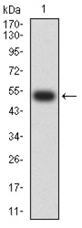 CHRNA5 Primary Antibody MP31251 [M8F11G8]