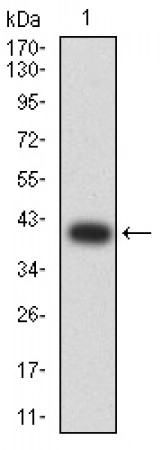 GLRA1 Primary Antibody MP31281 [M7F8E2]