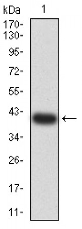 BATF Primary Antibody MP31300 [M7C8F3]
