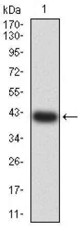 ADAP1 Primary Antibody MP31302  [M3E2D9]