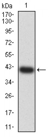 F2R Primary Antibody MP31314 [M5E2G12]