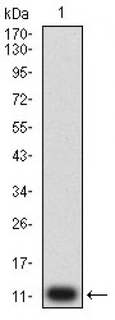 P2RY14 Primary Antibody MP31333 [M5A3F1]