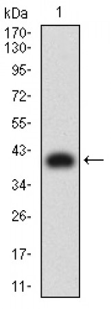 CD158E1 Primary Antibody MP31361 [M2C3A10]