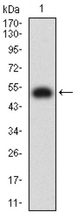 OX40 Primary Antibody MP31365 [M7B5E10]