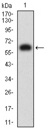 KIR3DL1 Primary Antibody MP31372 [M6D9A4]