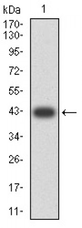 TLL1 Primary Antibody MP31435 [M4H8C9]
