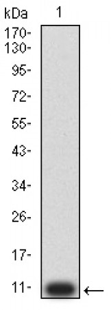 P2RY2 Primary Antibody  MP31442 [M4F11E7]