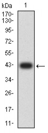 CD48 Primary Antibody MP31449 [M3F5H10]