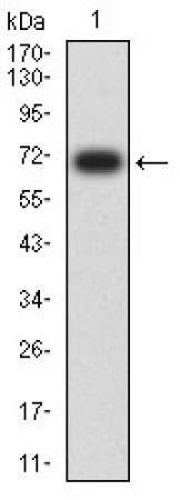 CD329 Primary Antibody MP31488 [M7G4A6]