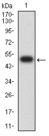 CD170 Primary Antibody  MP31588 [M3F5A3]