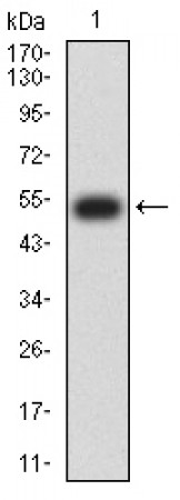 CD275 Primary Antibody MP31612  [M1G6E1]