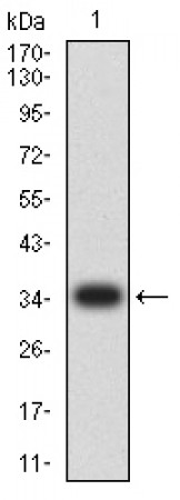TIM3 Primary Antibody MP31622  [M5A7D12]