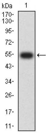 YWHAQ Primary Antibody  MP31722 [M5C4E7]