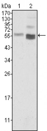 PTEN Primary Antibody MP20399 [M1B8]