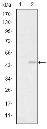 GRIA3 Primary Antibody MP30233 [M1D2]