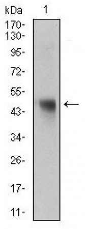 NAPSA Primary Antibody MP30515 [M10C4B8]
