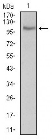 CLGN Primary Antibody  MP30523 [M1C8B6]