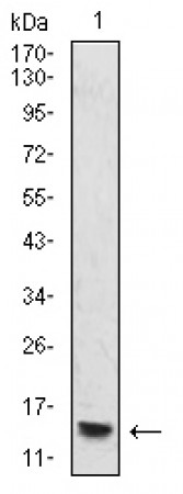 HIST2H4A(20Me) Primary Antibody MP30885 [M3E7H2]