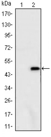 ATXN1 Primary Antibody MP30146 [M2F5]