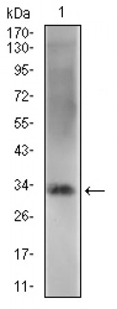ZFP42 Primary Antibody MP30513 [M5E11A6]