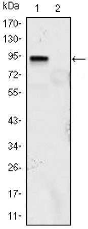 KLF4 Primary Antibody MP30081 [M1E5]