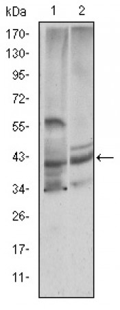 CST3 Primary Antibody MP30201 [M5H2]